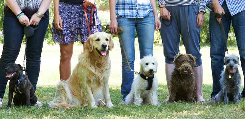 Group Dog Training Class Mesa Arizona